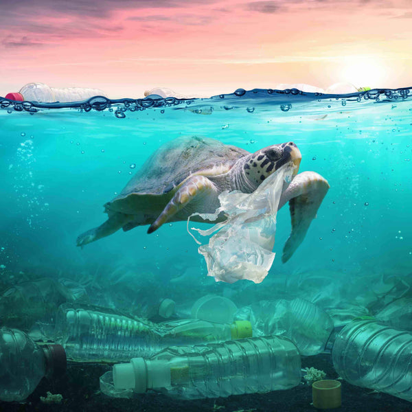 Clever Plastic-Free Solutions To Future-Proof The Planet