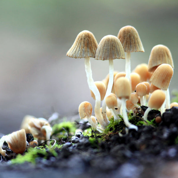 11 Ways Fungi Could Save The Planet – #TOGETHERBAND