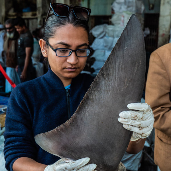 Meet Alifa Haque: The Scientist Saving Sawfish