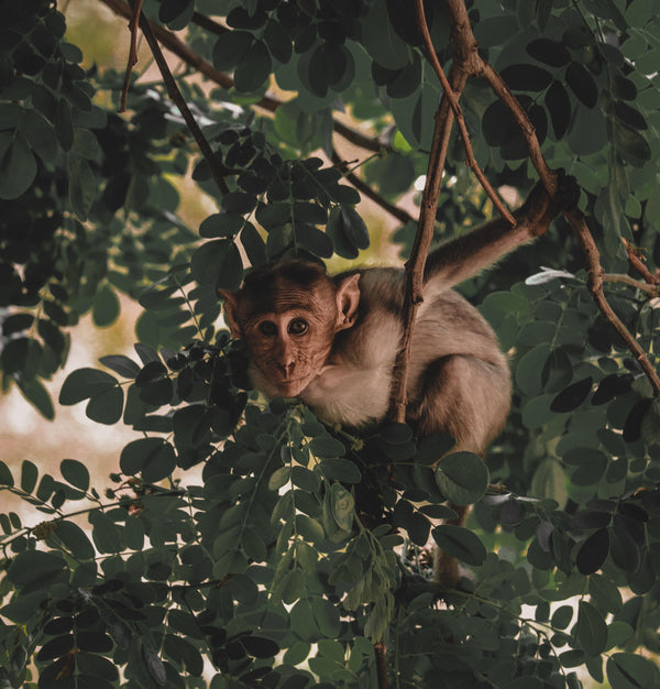 8 Extraordinary Reasons We Need To Talk About... Life On Land