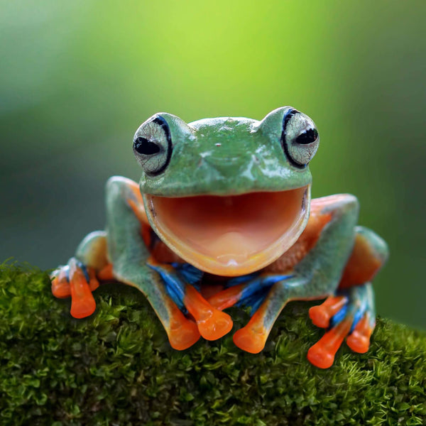 Why Frogs Are Fantastic